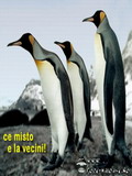 Poze Cu Pinguini