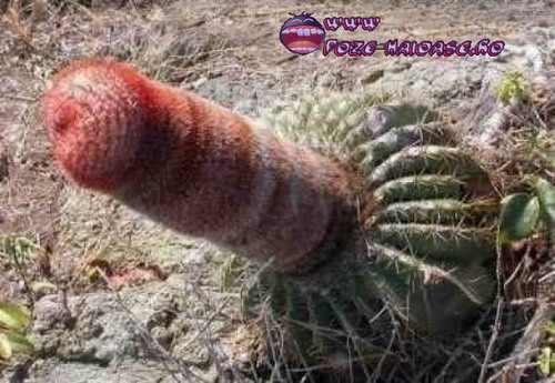 Cactusi Poze 2022
